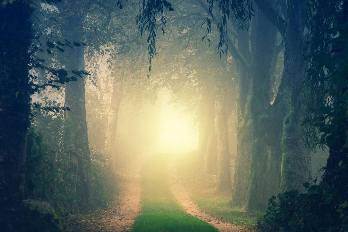 A path through misty trees toward light